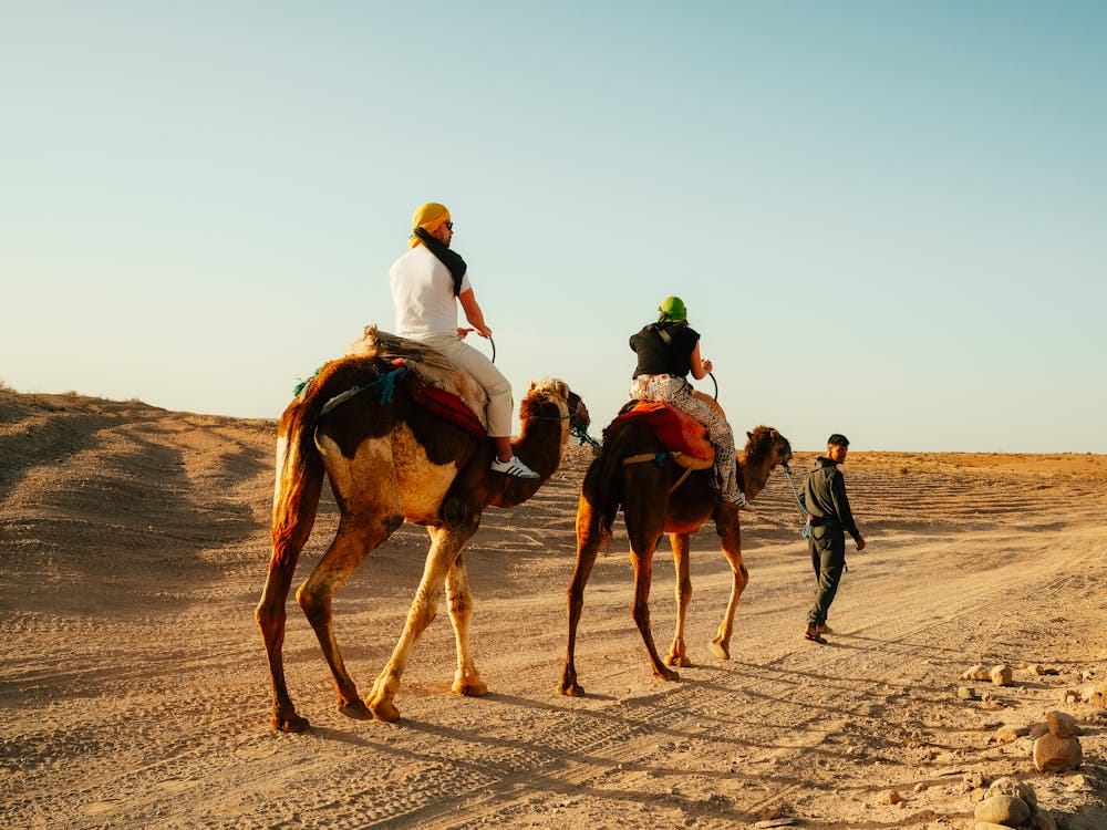 Paseo en camello por la Palmeraie