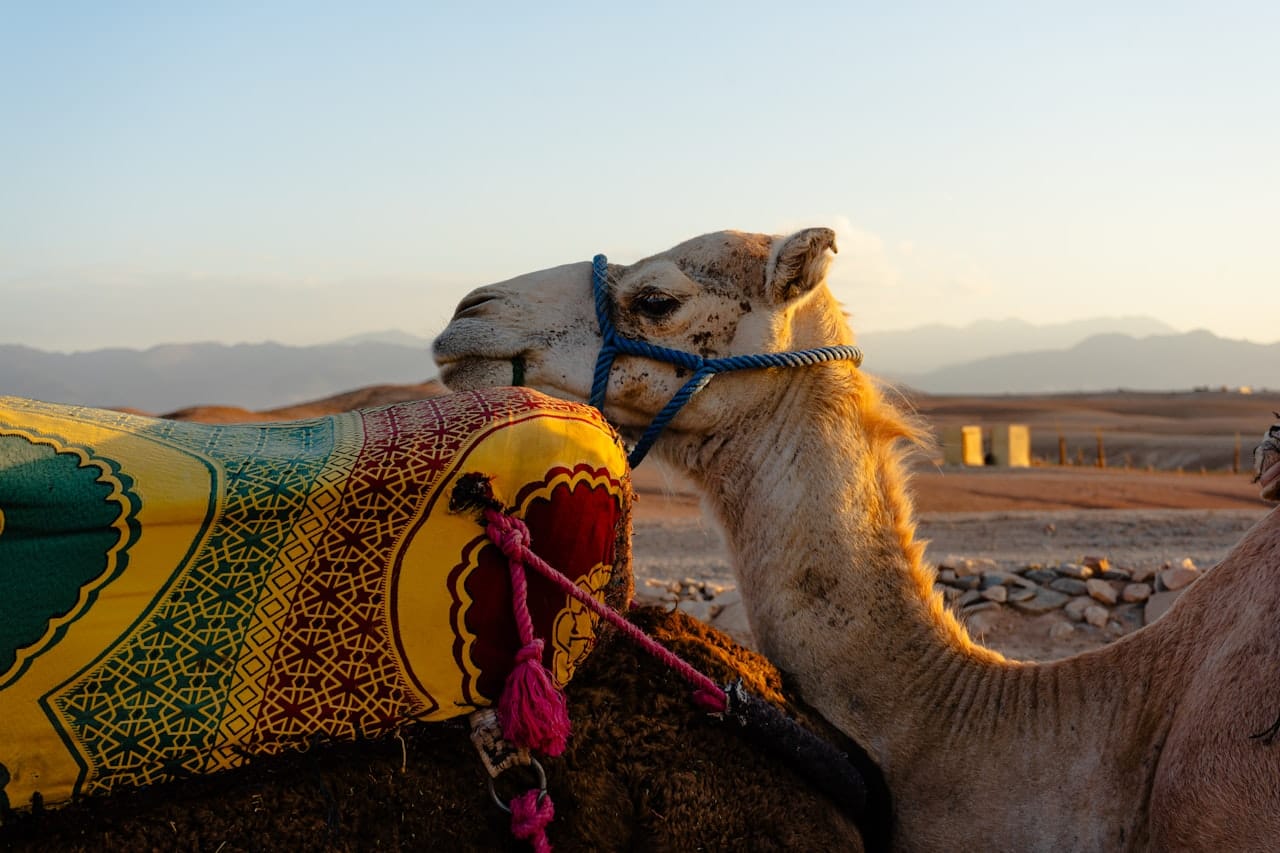 Cena al atardecer en el desierto de Agafay