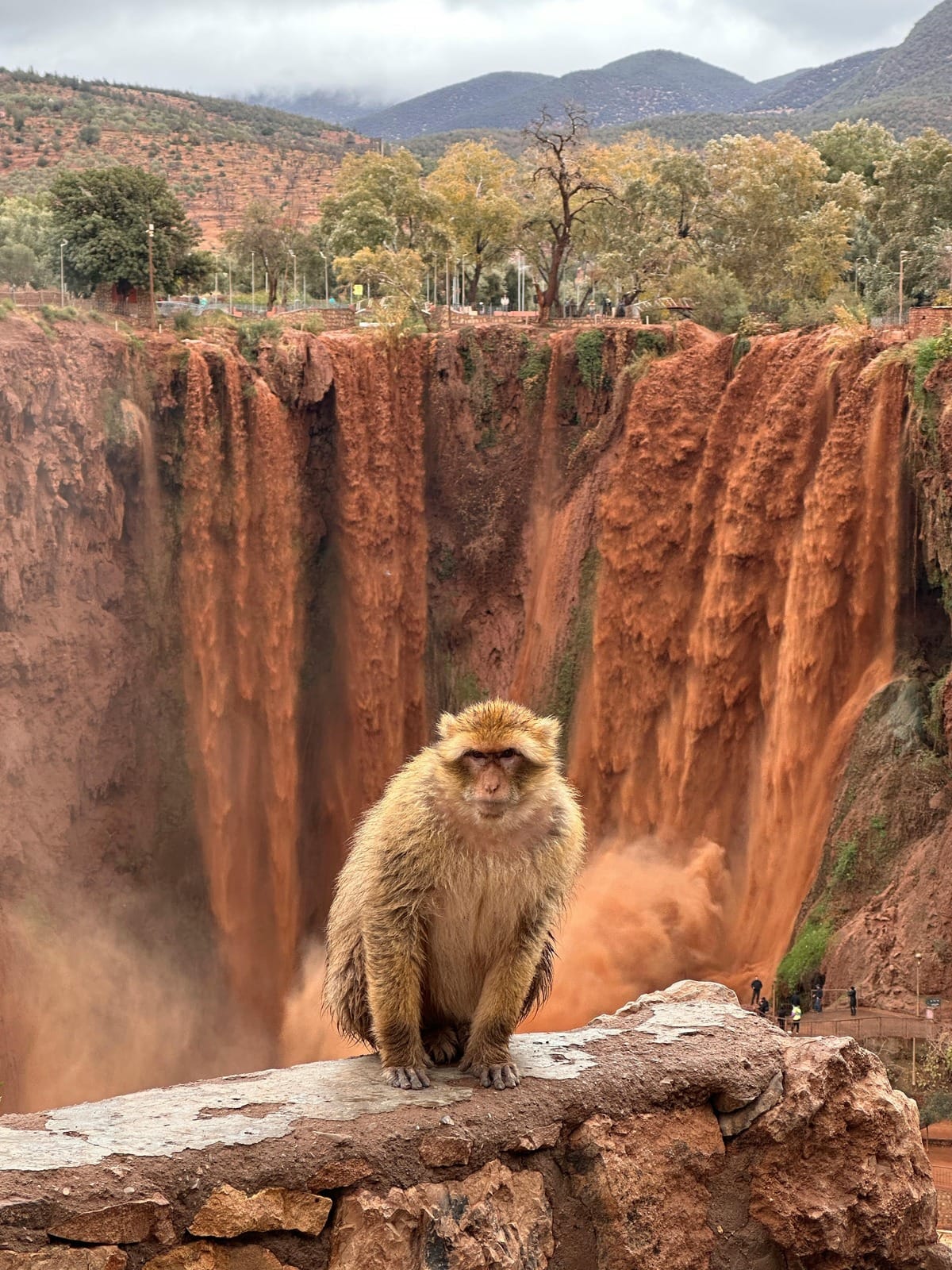Barbary macaque perched on rock above the ochre Ouzoud cascades, Morocco